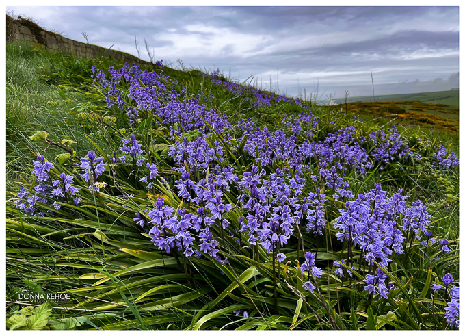 Bluebells on the South Downs